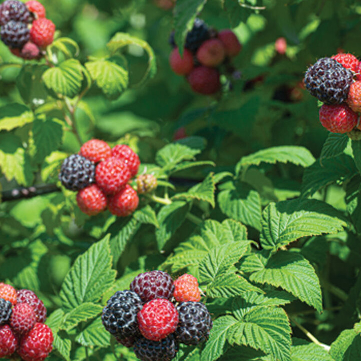 Red and Black Raspberries on the plant