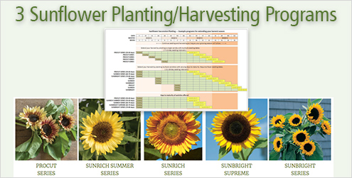 Sunflower Planting-Harvesting Programs