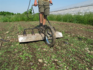 Flame-Weeding the Carrot Bed