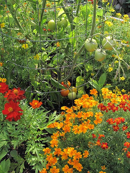 Lorene accompanies her tomato crops with plantings of marigolds