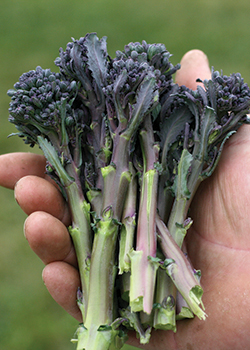 Purple Sprouting Broccoli