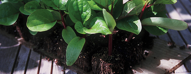 Red Malabar spinach seedlings in soil-blocks