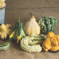 gremlins gourd