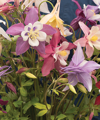 A clump of columbine hybrids, a highlight of the cutting garden in spring to early summer.