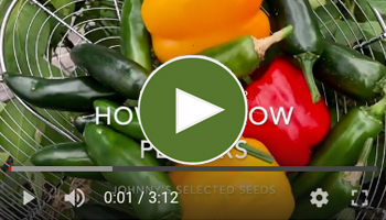 View Our How to Grow Peppers Video