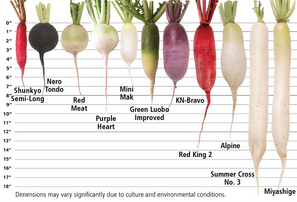 Johnny's Specialty & Daikon Radish Types