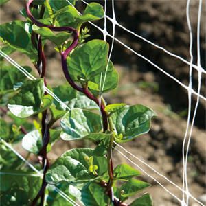 'Malabar' Spinach