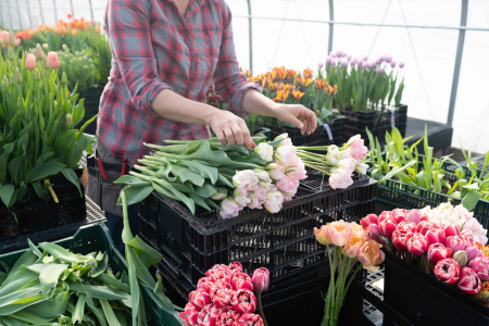 harvesting tulips on in the high tunnel