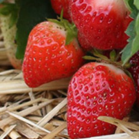 Strawberry Succession Planting Programs