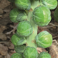 Dagan Brussels Sprouts