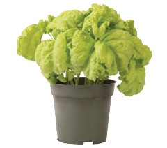 Container-grown Tuscany Basil Plant