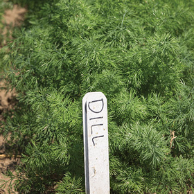 How to Grow Dill