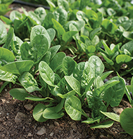 Rangitoto Spinach Seeds