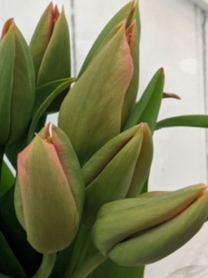 single tulips