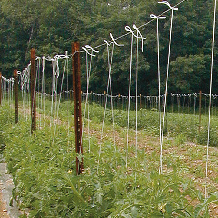 Trellising Tomatoes
