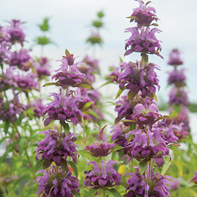 How to Grow Monarda / Bee Balm