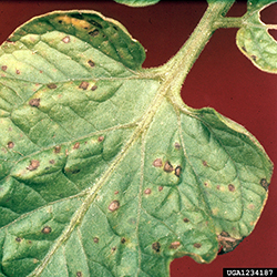 Gray leaf spot