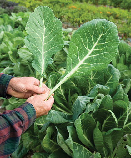 Leaves of two favorite collard greens varieties, Georgia type (left) and Vates type (right).