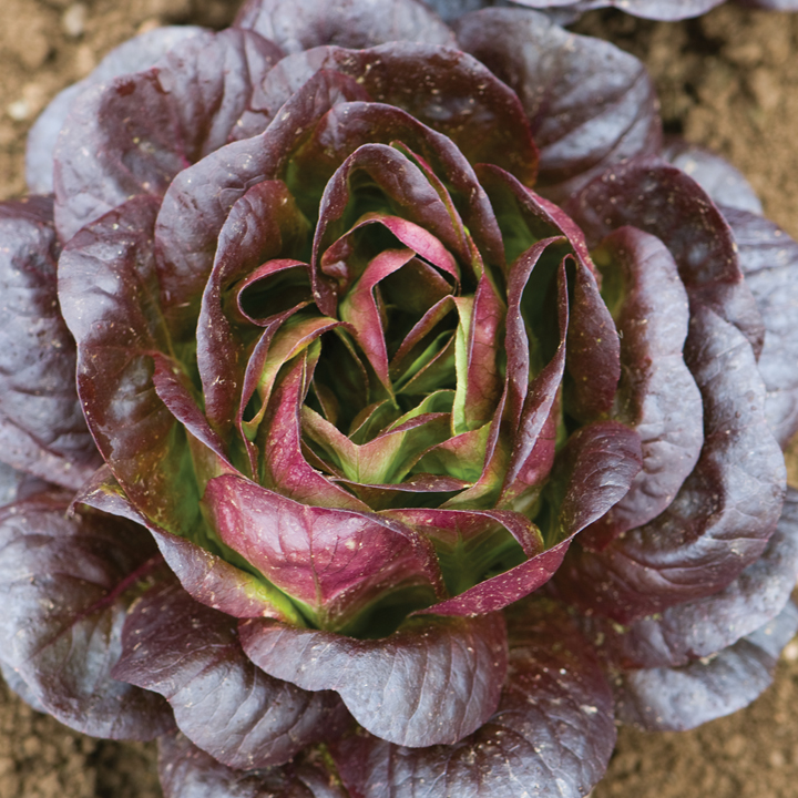 Lettuce