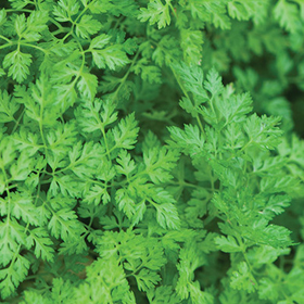 How to Grow Chervil