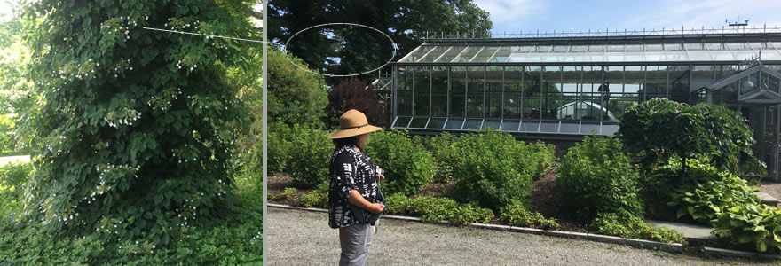Martha's Victorian glasshouse is flanked by Camperdown elms, currants, gooseberries, raspberries, and climbing hydrangeas.