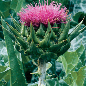 How to Grow Milk Thistle