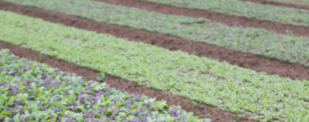Follow Our Planting Programs to Optimize Harvest Yield