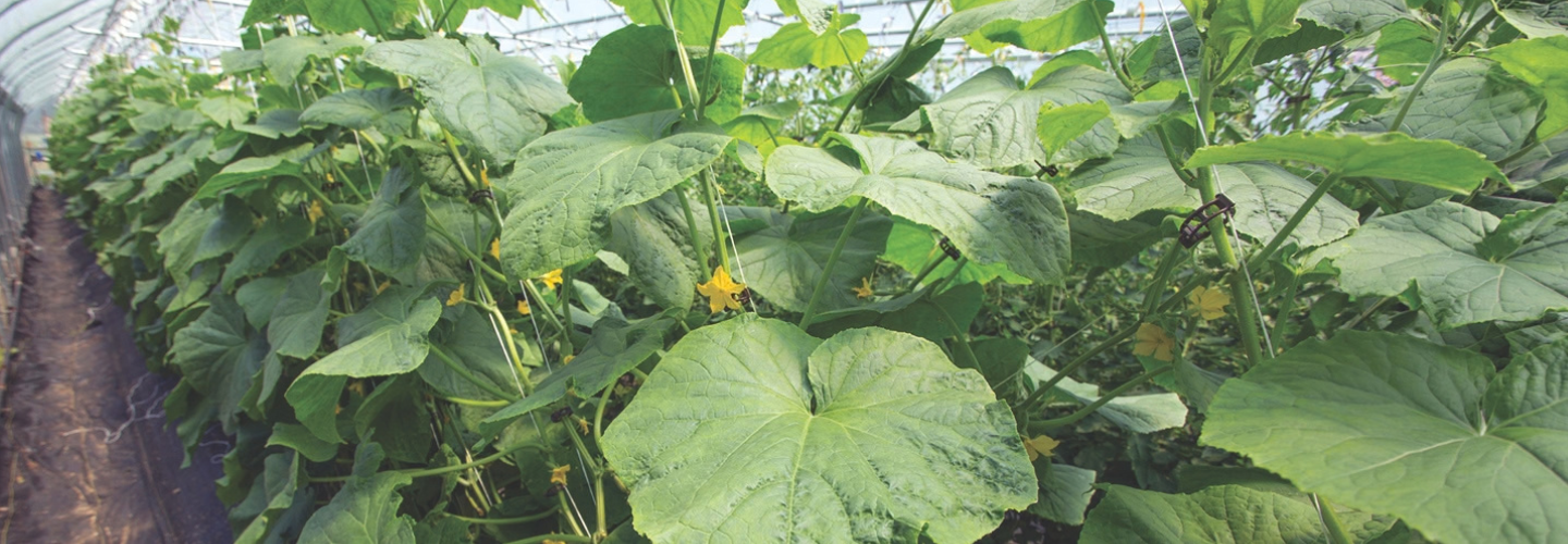 Cucumbers in the greenhouse
