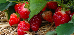 Strawberry Harvest Program