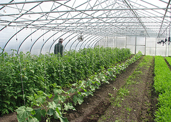 Vines on Rollerhooks in the Greenhouse