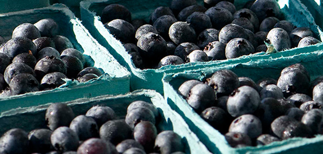 Johnny's Blueberry Harvest Program