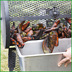 Mmm, the irresistable aroma of roasting chilies...
