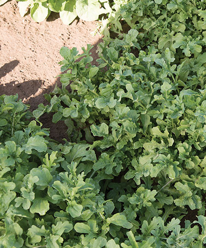 A patch of arugula from above, showing the three-dimensional, rounded-oakleaf shape of the leaves.