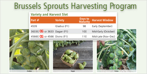 Brussels Sprouts Harvesting Program