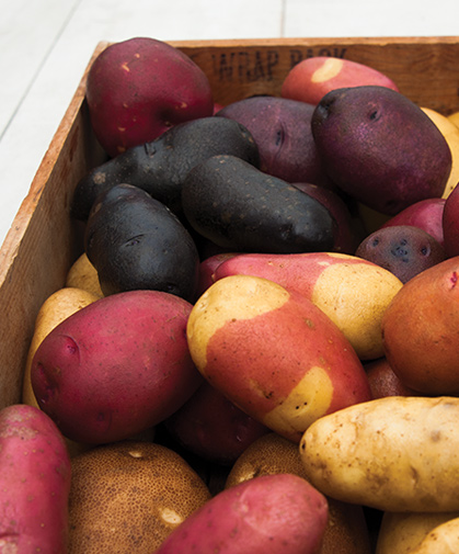 Box of potatoes, including russets, specialty, fingerling, heirloom, red- and blue-skinned varieties.