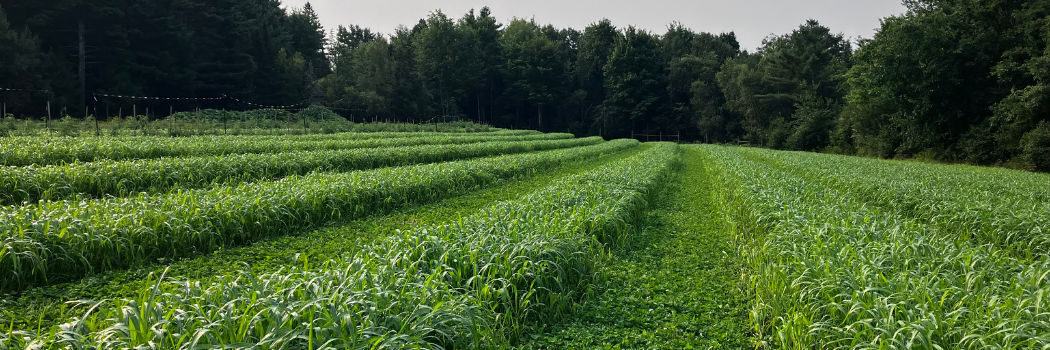 Growing Information • Farm Seed & Cover Crops