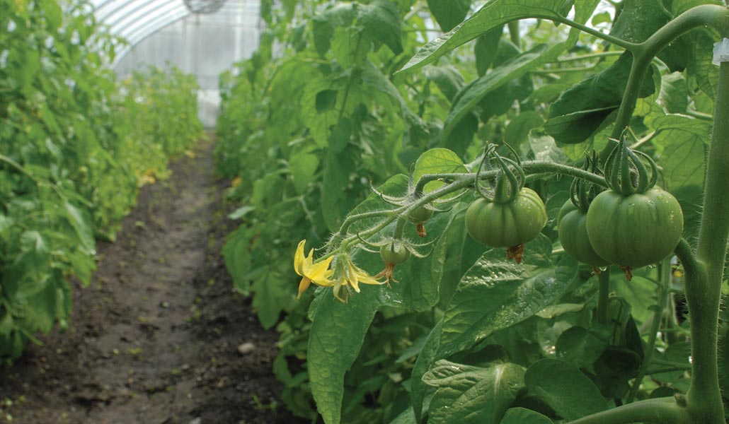 High tunnel tomatoes on the truss