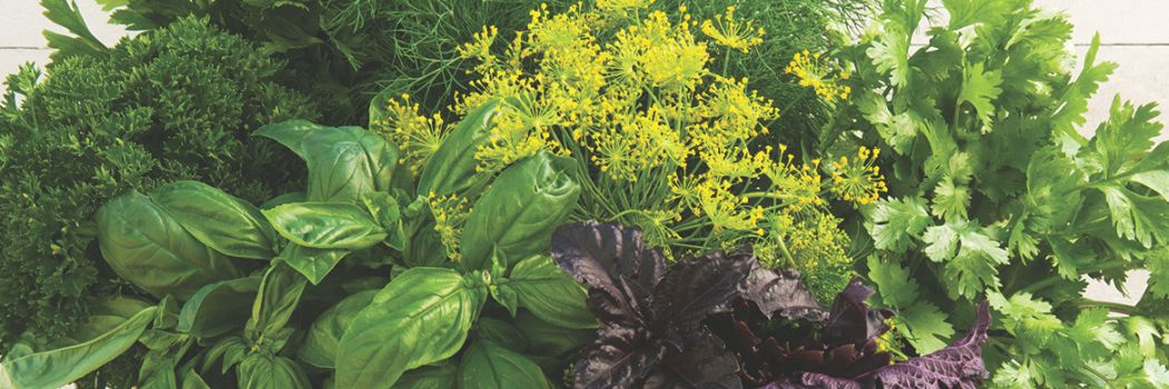 Herb Growing Information from Johnny's Research & Trialing Team