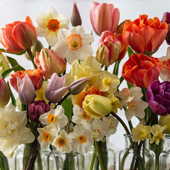 tulips and narcissus bouquets