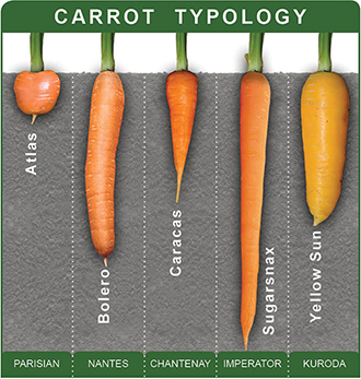 Carrot Typology Chart