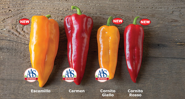 Johnny's AAS-Winning Corno di Toro Peppers