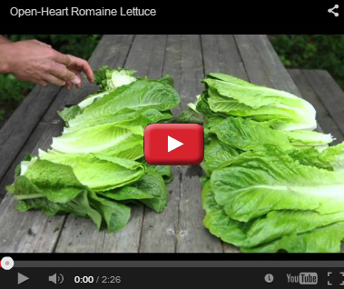 Auvona Open-Heart Romaine