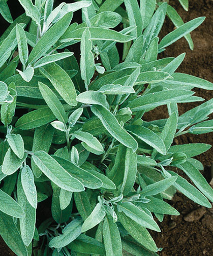 Planting of common sage, grown from seeds by starting indoors 6-8 weeks before last spring frost.