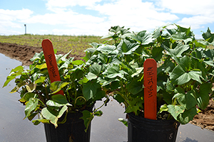 Growing Sweet Potatoes from Slips