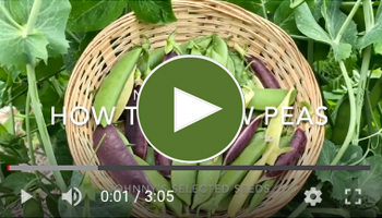 View Our How to Grow Peas Video