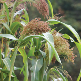How to Grow Ornamental & Dry Field Corn