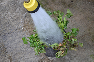 Be sure to water in sweet potato slips after planting