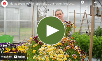 View Our Overwinter Flower Tunnel Viola (Pansies) Video