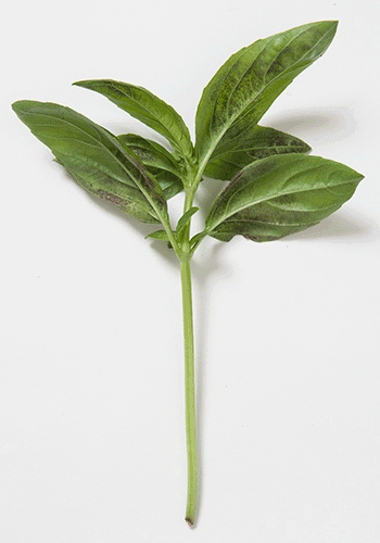 Several shots of basil downy mildew.