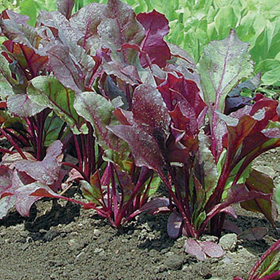 How to Grow Pelleted Beets